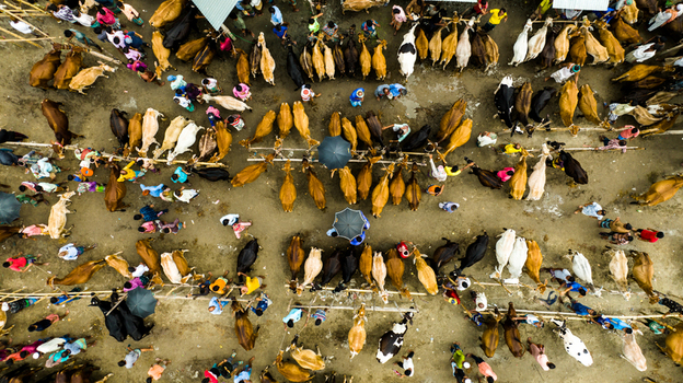 Aerial view of Baish Mowza Sarak Bazar with numerous cattle and people gathering in the market area in Nabinagar Chittagong Division Bangladesh. Aerial view of Baish Mowza Sarak Bazar with numerous cattle and people gathering in the market area in Nabinagar Chittagong Division Bangladesh.