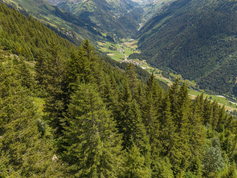 Aerial view of the lush green pine forests covering the mountain slopes above the village of Gadmen Switzerland.