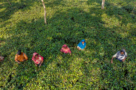 Panchagarh Rangpur Division Bangladesh 23 November 2019 Aerial view of tea pickers working in a lush green tea plantation under bright sunlight. Panchagarh Rangpur Division Bangladesh 23 November 2019 Aerial view of tea pickers working in a lush green tea plantation under bright sunlight.