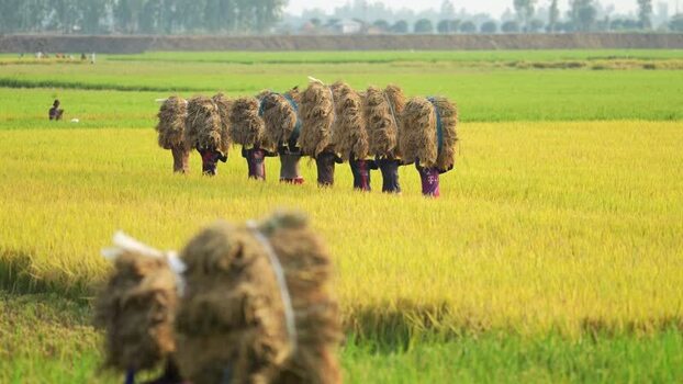 View of farmers carrying rice bundles in a field Bangladesh. View of farmers carrying rice bundles in a field Bangladesh.