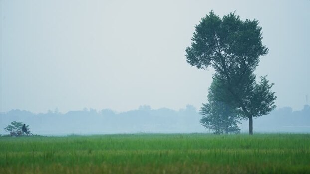 View of a person cycling through misty green fields Bangladesh. View of a person cycling through misty green fields Bangladesh.