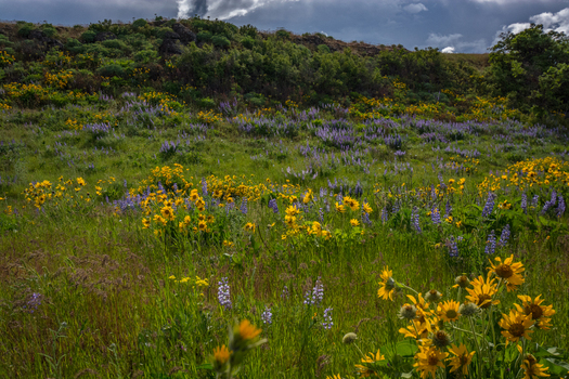 View of a vibrant field of yellow balsamroot and purple lupine wildflowers blooming on a hillside in Hood River Oregon United States.