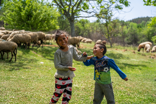 Sliven Bulgaria 24 May 2021 View of two children laughing and playing in a grassy field near Zhrebchevo Reservoir with a flock of sheep grazing in the background.