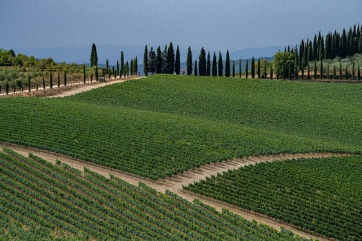 Aerial view of lush green vineyards and rows of cypress trees on the rolling hills of Greve in Chianti Tuscany Italy. Aerial view of lush green vineyards and rows of cypress trees on the rolling hills of Greve in Chianti Tuscany Italy.