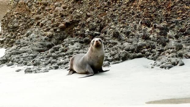 View of fur seals on Wharariki Beach New Zealand. View of fur seals on Wharariki Beach New Zealand.