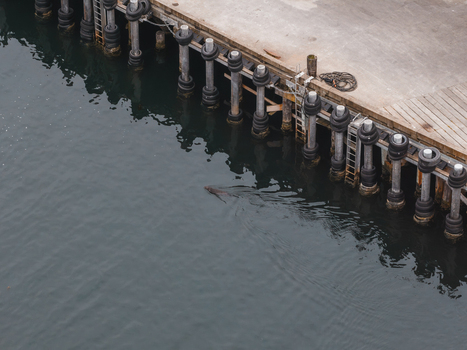 Aerial view of a seal swimming in the dark water next to a wooden pier with tire bumpers in Unalaska Alaska United States.