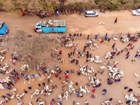 Aerial view of Kimana Animal Market with many people trading goats and sheep a blue livestock truck and parked vehicles in Kimana Kajiado County Kenya.
