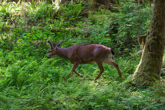 View of a deer with antlers walking through a lush green forest with ferns and mossy trees in Olympic National Park Port Angeles Washington United States.