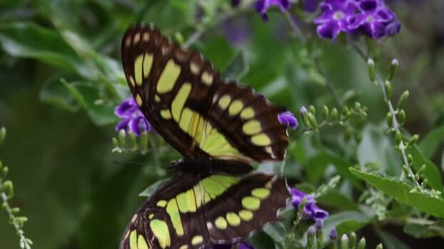 View of a Malachite butterfly on purple flowers France.