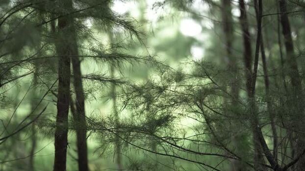 View of dense Casuarina forest in Bangladesh.
