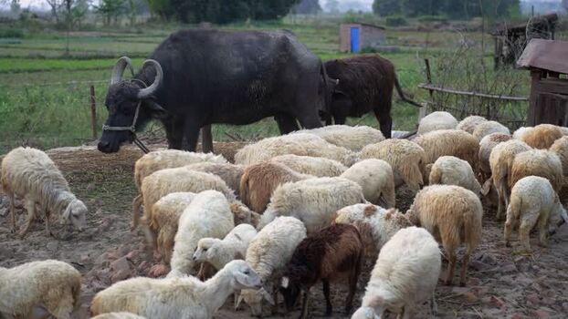 View of a water buffalo and sheep in a rural field Nepal.