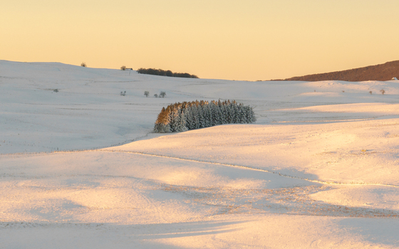 Aerial view of a cold snow blanketed landscape reflecting the golden light of the setting sun with a cluster of trees standing out against the white Nasbinals Occitanie France.
