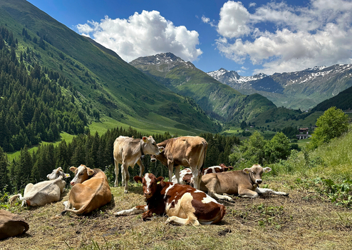 View of cows resting in a lush green mountain pasture at the Sankt Gotthard Pass with snow capped peaks in the background Airolo Ticino Switzerland.