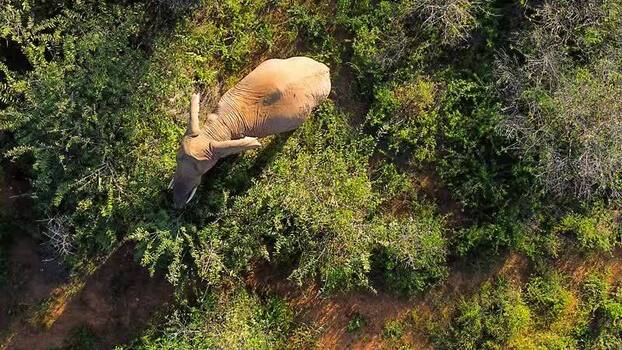 Aerial view of an elephant in the dense bush South Africa.