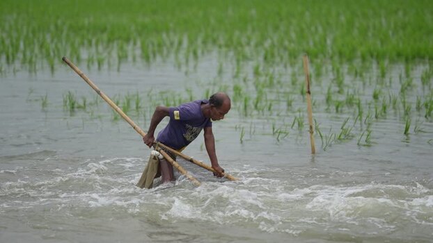 View of a fisherman wading through a flooded rice field Bangladesh.