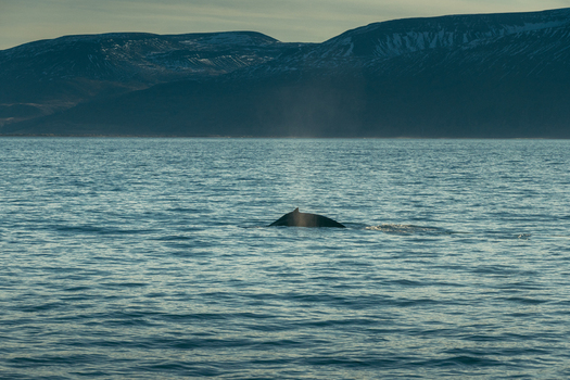 View of a whale surfacing in the cool serene waters under a crisp sky framed by distant mountains a captivating moment of marine life H&uacute;sav&iacute;k Nor&eth;ur&thorn;ing Iceland.