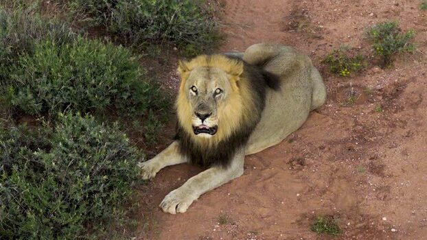 Aerial view of a lion in the wild in South Africa.