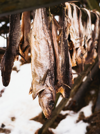View of dried fish hanging from wooden racks their papery skins catching the light against the snowy ground evoking a sense of tradition Henningsv&aelig;r Nordland Norway.
