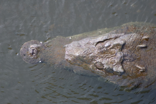 View of a massive crocodile with its rough textured skin partially submerged in the dark rippling water a primal scene evoking a sense of raw power Quepos Puntarenas Province Costa Rica.