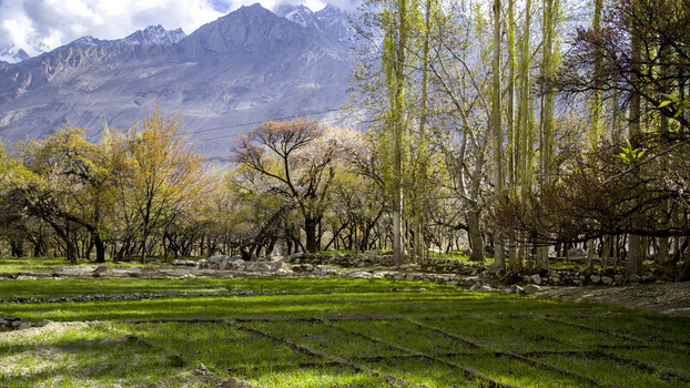 View of lush green agricultural fields and blossoming trees with majestic snow capped mountains in the background Gilgit Baltistan Pakistan.