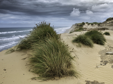 View of the dramatic sand dunes at Rubjerg Knude with tall beach grass and the North Sea under a stormy sky in Lokken Denmark. View of the dramatic sand dunes at Rubjerg Knude with tall beach grass and the North Sea under a stormy sky in Lokken Denmark.