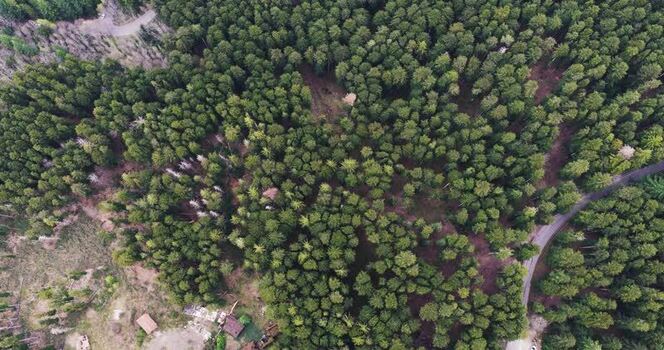 Aerial view of dense evergreen forest and a winding road in Tuscany Italy. Aerial view of dense evergreen forest and a winding road in Tuscany Italy.