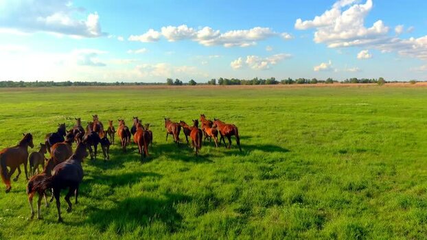Aerial view of horses running in the Danube Delta Romania. Aerial view of horses running in the Danube Delta Romania.