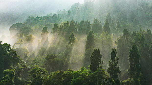 Aerial view of dense tropical forest shrouded in morning mist with sun rays filtering through the lush green canopy in Sukabumi West Java Indonesia. Aerial view of dense tropical forest shrouded in morning mist with sun rays filtering through the lush green canopy in Sukabumi West Java Indonesia.