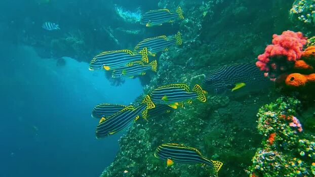 View of striped fish swimming near a coral reef in Indonesia.