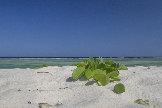 View of green coastal plants on the white sand of Tiwi Beach with turquoise ocean water under a clear blue sky in Tiwi Wilaya ya Kwale Kenya. View of green coastal plants on the white sand of Tiwi Beach with turquoise ocean water under a clear blue sky in Tiwi Wilaya ya Kwale Kenya.