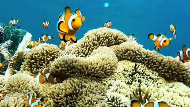 View of clownfish swimming near coral in Karimun Jawa island Indonesia.
