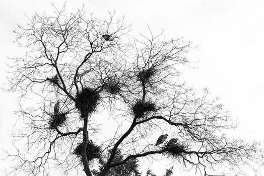 View of several herons perched in large nests among the bare branches of a tree against a bright sky in Mulhouse Grand Est France.