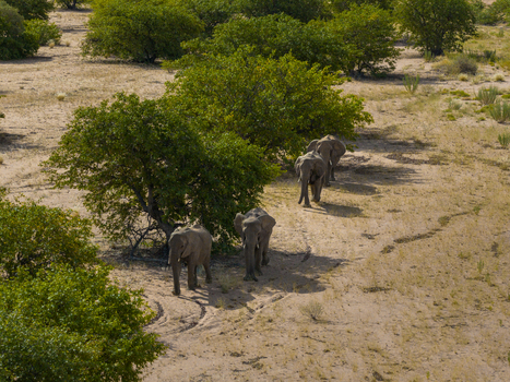 Aerial view of elephants walking in a single file through the dry sun baked earth under the watchful gaze of sparse green trees Uis Erongo Region Namibia.