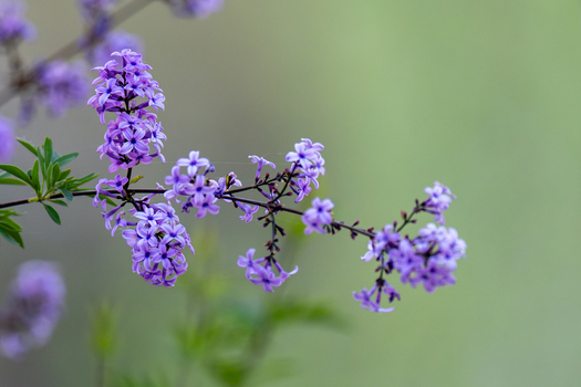 View of delicate purple flowers blooming on a branch against a soft green background in Gilgit Pakistan.