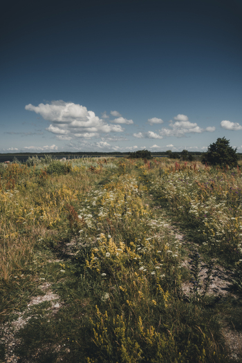 View of a vibrant meadow filled with wildflowers and grasses on Vormsi island under a clear blue sky with scattered clouds in Laane County Estonia.
