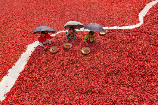 Bogura Bangladesh 12 March 2018 View of three women sitting under black umbrellas sorting red chilies in a vast drying field. Bogura Bangladesh 12 March 2018 View of three women sitting under black umbrellas sorting red chilies in a vast drying field.