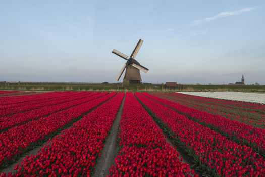 Aerial view of a traditional windmill standing amidst vibrant red tulip fields in the Netherlands. Aerial view of a traditional windmill standing amidst vibrant red tulip fields in the Netherlands.