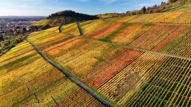 Aerial view of vibrant autumn vineyards on rolling hills Germany.