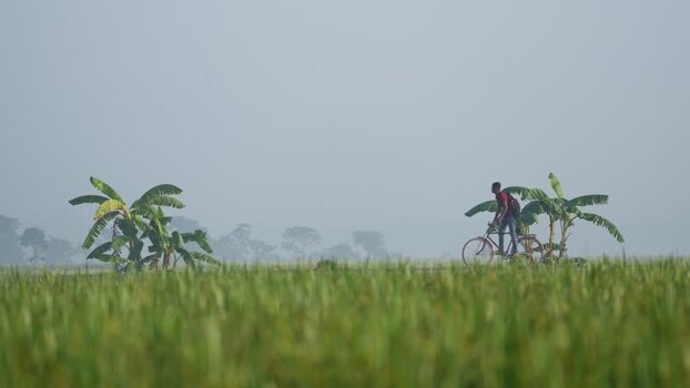 View of a person riding a bicycle through green fields Bangladesh.