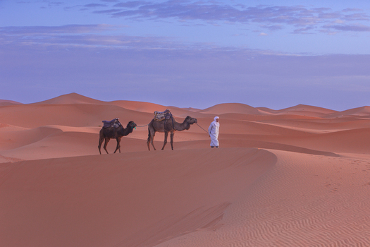 View of a person in traditional clothing leading two camels across the vast sand dunes of the Sahara Desert in Morocco.