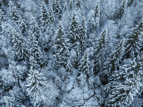 Aerial view of snow laden evergreens create a mesmerizing tapestry of white and green a winter wonderland from above Schwangau Bayern Germany.
