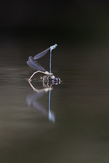 View of two damselflies mating on the surface of calm water with a clear reflection and dark background in Wittenheim Grand Est France. View of two damselflies mating on the surface of calm water with a clear reflection and dark background in Wittenheim Grand Est France.