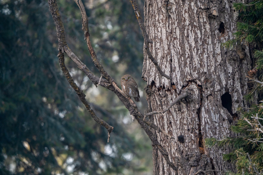 View of a small owl Asian barred owlet perched on a tree branch in a forest in Murree Punjab Pakistan. View of a small owl Asian barred owlet perched on a tree branch in a forest in Murree Punjab Pakistan.