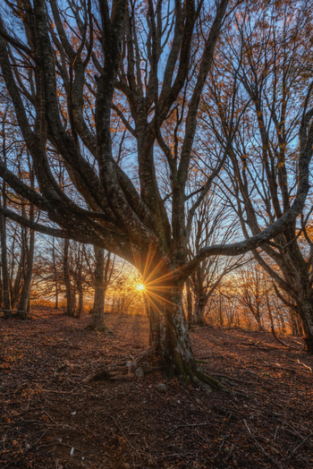 View of the ancient beech tree in the Canfaito forest at golden hour with sunburst effect and autumn foliage on the ground in San Severino Marche Marche Italy.