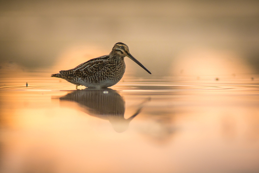 View of a common snipe standing in shallow water during sunset with its reflection visible on the calm surface in Debrzno Pomeranian Voivodeship Poland.