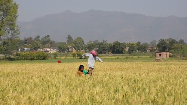 View of a woman working in a field with a scarecrow Nepal.