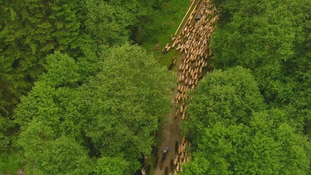 Aerial view of sheep flock on forest path Romania. Aerial view of sheep flock on forest path Romania.