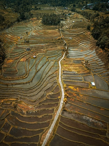 Aerial view of Tegallalang Rice Terrace featuring intricate terraced paddies lush greenery and a narrow path winding through the landscape in Kecamatan Tegallalang Bali Indonesia.