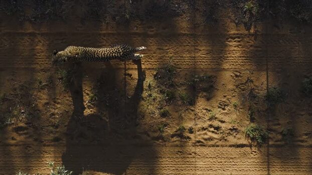 Aerial view of a cheetah walking on a dirt path South Africa.
