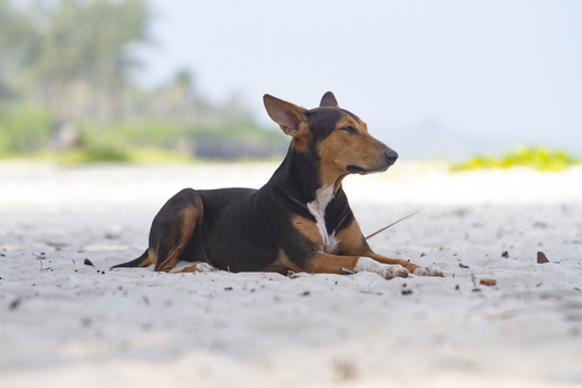 View of a brown and black dog lying on the white sand of Tiwi Beach with tropical trees in the background Tiwi Wilaya ya Kwale Kenya. View of a brown and black dog lying on the white sand of Tiwi Beach with tropical trees in the background Tiwi Wilaya ya Kwale Kenya.